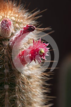 Close-up of torch cactus with red flowers