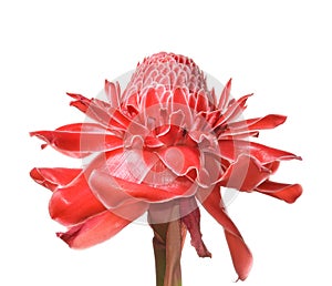 Close up of Torch ginger or Etlingera elatior blossom isolated on white background.