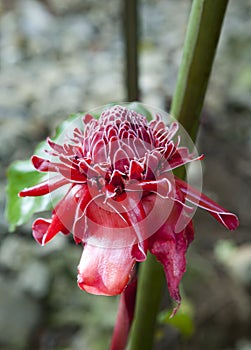 Close up of Torch ginger Etlingera elatior, Family Zingiberaceae also known as red ginger lily blossom on Cuba, Soroa Garden