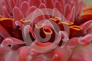 Close up of a torch ginger flower