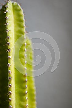 Close up the torns of a Cereus Cactus which is suitably grown at home