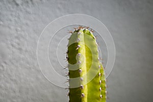 Close up the torns of a Cereus Cactus which is suitably grown at home