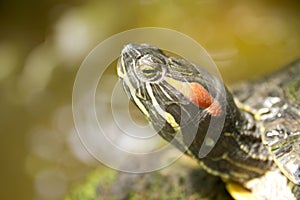 Close up of a tortoise