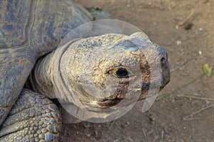 Close Up of Tortoise Head