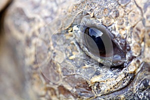 Close up of a tortoise's eye