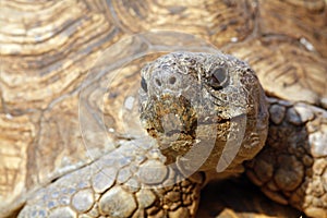 Close up of a tortoise's head