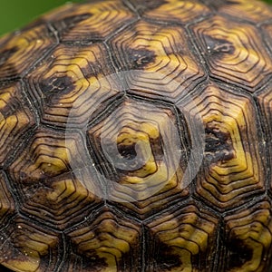 Close-up of a tortoise shell displaying intricate hexagonal scutes. The shell features a