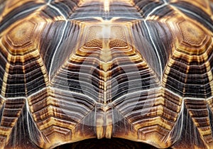 Close-up of a tortoise shell, displaying the intricate patterns and