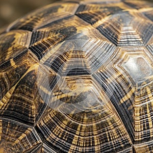 Close-up of a tortoise shell displaying its intricate pattern