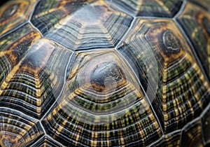 Close-up of a tortoise shell, showcasing the intricate pattern and texture of its scutes. The shell