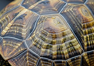 Close-up of a tortoise shell, showcasing its intricate, geometric scute patterns. The shell
