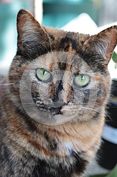 Close-up of a tortoiseshell cat with green eyes staring straight at the camera.