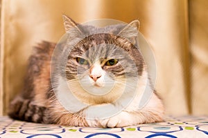 A close up of a tortoiseshell pet cat`s face photo