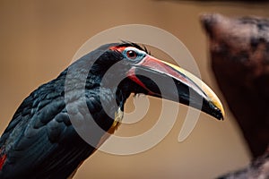 A close-up of a toucan, its striking beak a splash of color in the tropical milieu