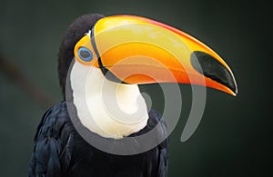 Close-up of a Toucan (Ramphastidae) on a dark background