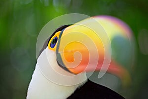 Close up Toucan Ramphastos toco with long beak Foz do Iguacu, Brazil