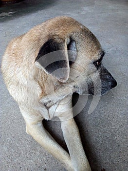 Close-up of a touchy dog, Vertical