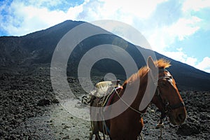 Close up of tour horse at the top of Volcano Pacaya as it smokes in the background photo