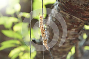 Close up Trabala Pallida worm climb on a wire with nature background.