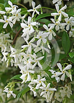 Close-up of Trachelospermum jasminoides with delicate white flowers