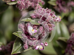 Close up Tradescantia zebrina plant in nature garden