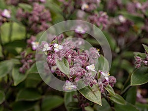 Close up Tradescantia zebrina plant in nature garden