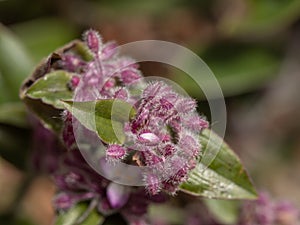 Close up Tradescantia zebrina plant in nature garden