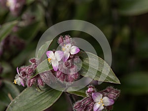 Close up Tradescantia zebrina plant in nature garden