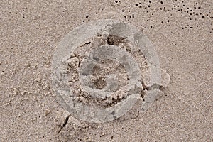 Close-up of a trail in the sand from a dog