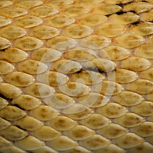 Close-up of Trans-Pecos rat snake scales photo