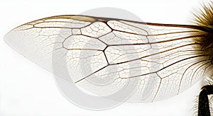 Close-up of a translucent bee wing with intricate vein patterns against a white background