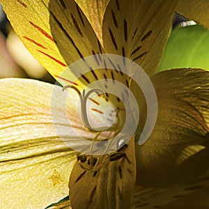 Close-up of Translucent Yellow Day Lily petals silhouetting a shadowed stamen and carpel