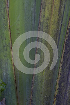 Close up of Traveller's Palm stem
