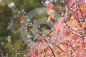 Close up of a tree, autumn in Launceston Tasmania