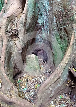 Close up of tree back background image