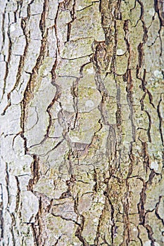 Close-up of tree bark