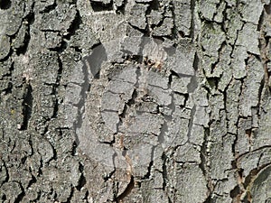 Close up Tree Bark for background
