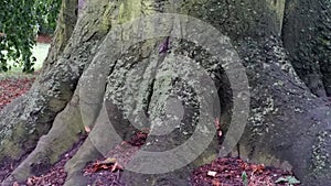 Colors. Close Up Tree Roots