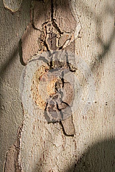 close up of the tree bark.