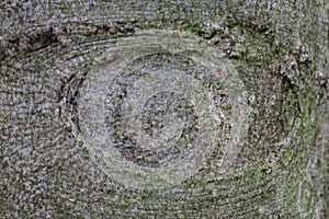 Close-Up of Tree Bark with Eye-Like Pattern