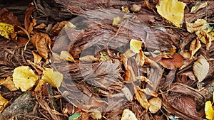 Close-up tree bark and fallen leaves. pronounced texture