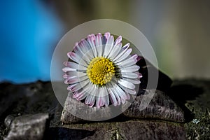 Close-up of a tree bark with flower