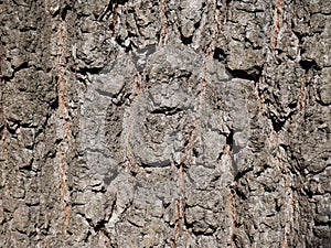 A close-up of a tree bark in good spring light.