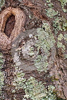 Close Up of Tree Bark Layered with Lichens