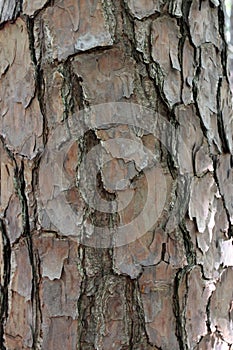 Close Up of the Tree Bark on a Loblolly Pine Tree