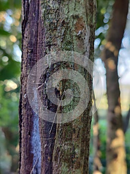close up of tree bark in blar natural background