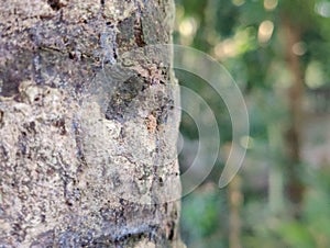 close up of tree bark in blar natural background