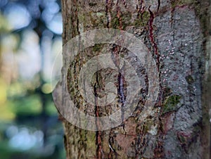 close up of tree bark in blar natural background