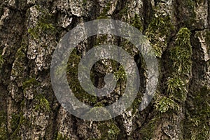 Close up of a tree bark with moss on it