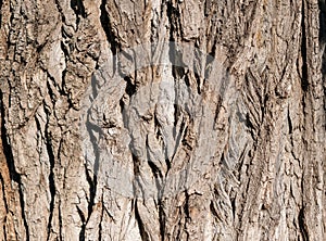 Close-up of tree bark of an old oak tree
